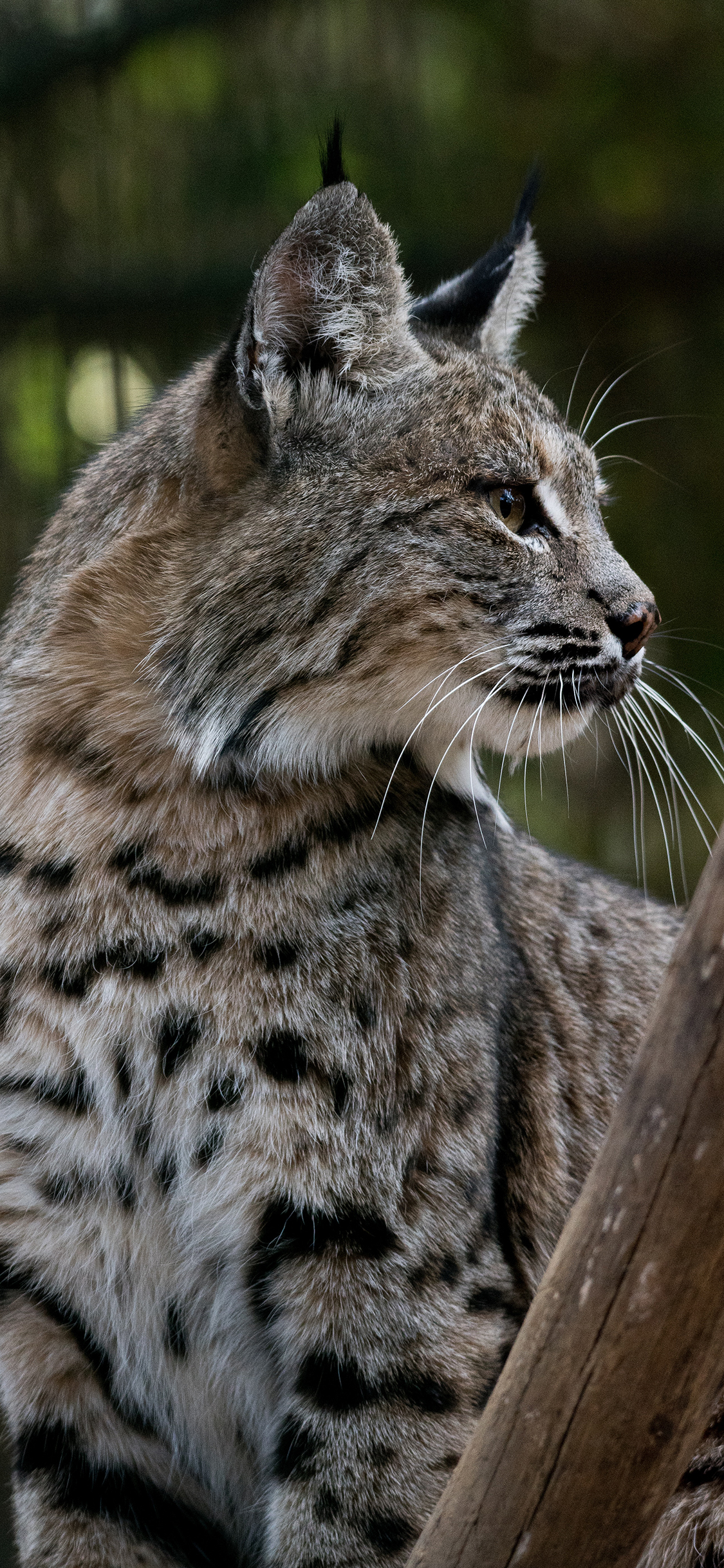 [2436×1125]猞猁 猫科 山猫 皮毛 苹果手机壁纸图片