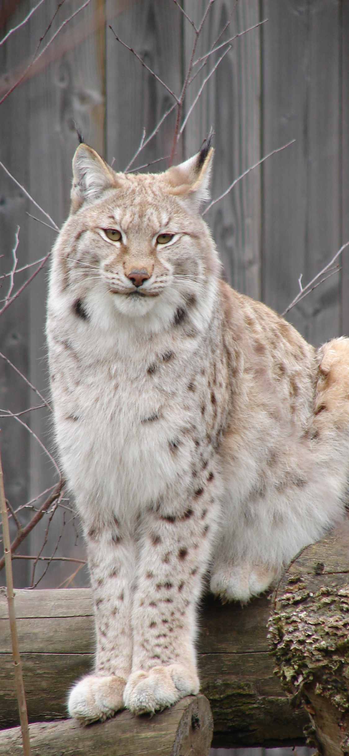 [2436×1125]猞猁 猫科 猛兽 皮毛 苹果手机壁纸图片