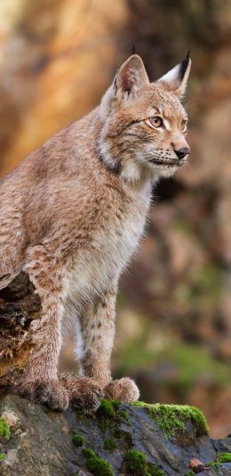 [2436x1125]猞猁 野外 猫科 猛兽 苹果手机壁纸图片