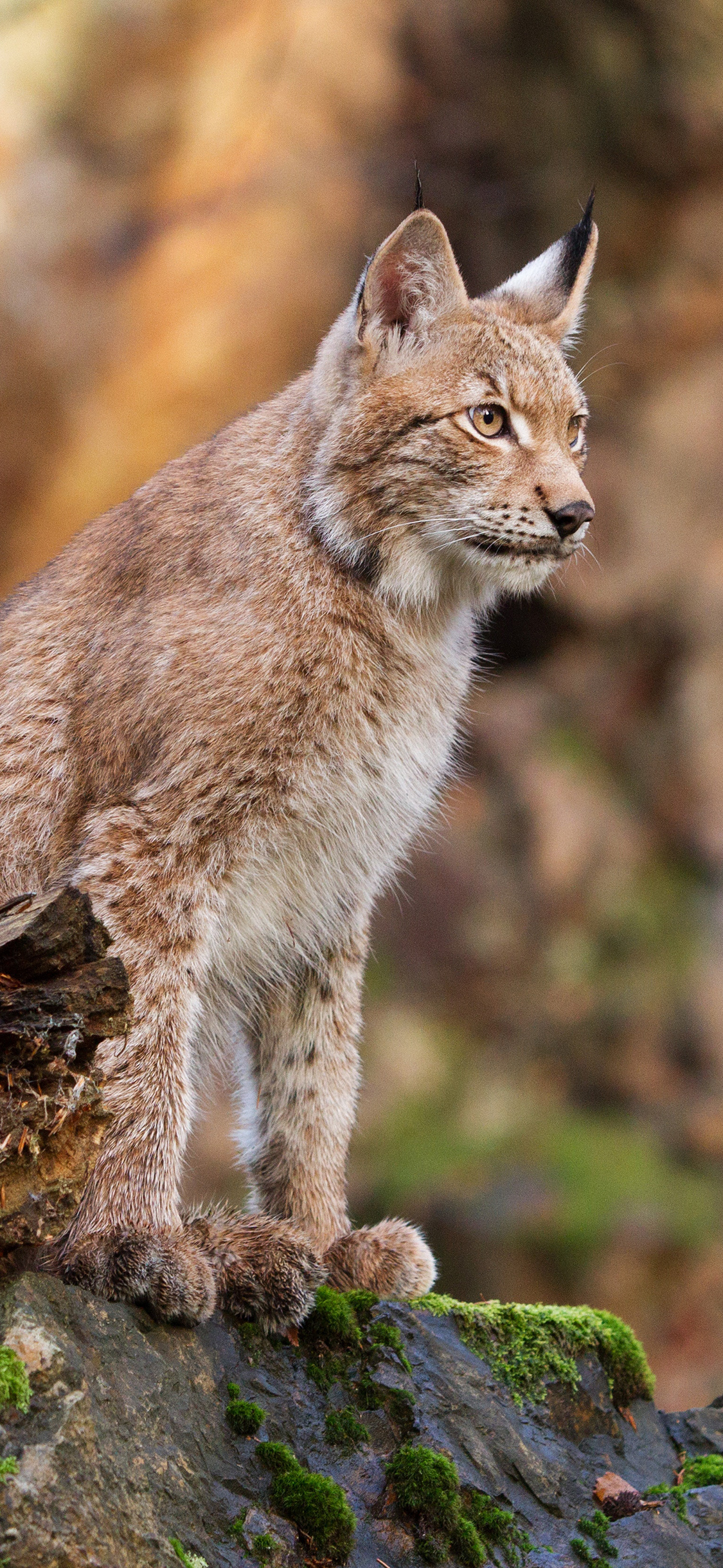 [2436×1125]猞猁 野外 猫科 猛兽 苹果手机壁纸图片