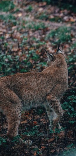 [2436x1125]猞猁 野外 猫科凶猛 苹果手机壁纸图片