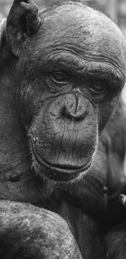 [2436x1125]猩猩 年暮 黑 皱纹 苹果手机壁纸图片