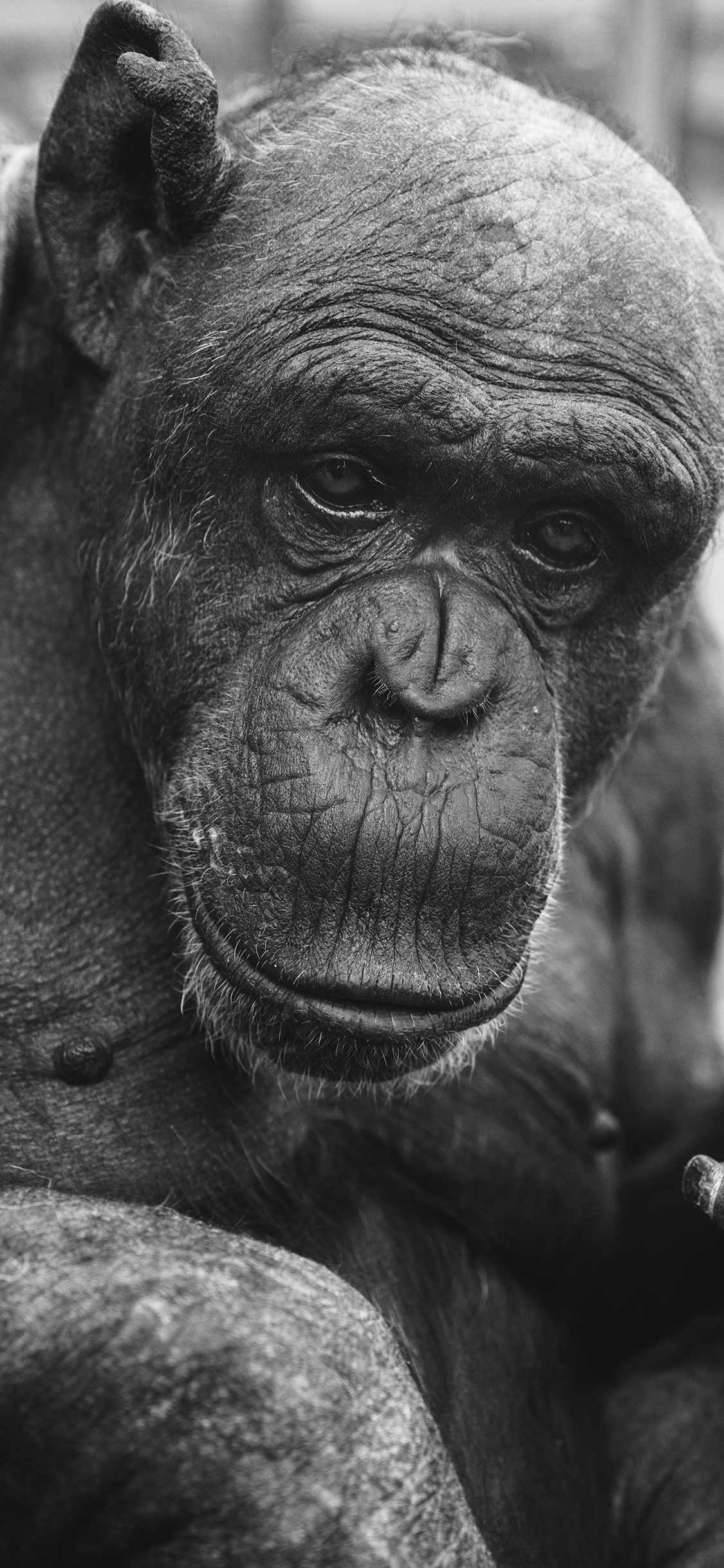 [2436×1125]猩猩 年暮 黑 皱纹 苹果手机壁纸图片