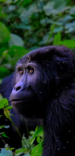 [2436x1125]猩猩 枝叶 户外 树林 猿类 苹果手机壁纸图片