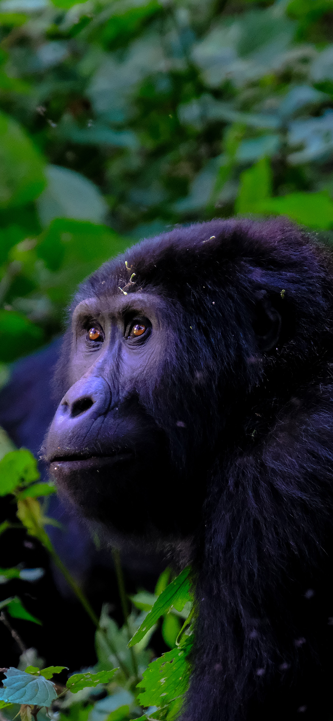 [2436×1125]猩猩 枝叶 户外 树林 猿类 苹果手机壁纸图片