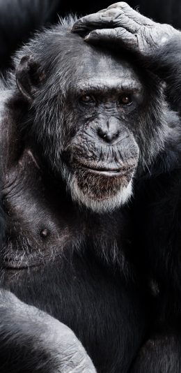 [2436x1125]猩猩 猿类 毛发 摸头 苹果手机壁纸图片