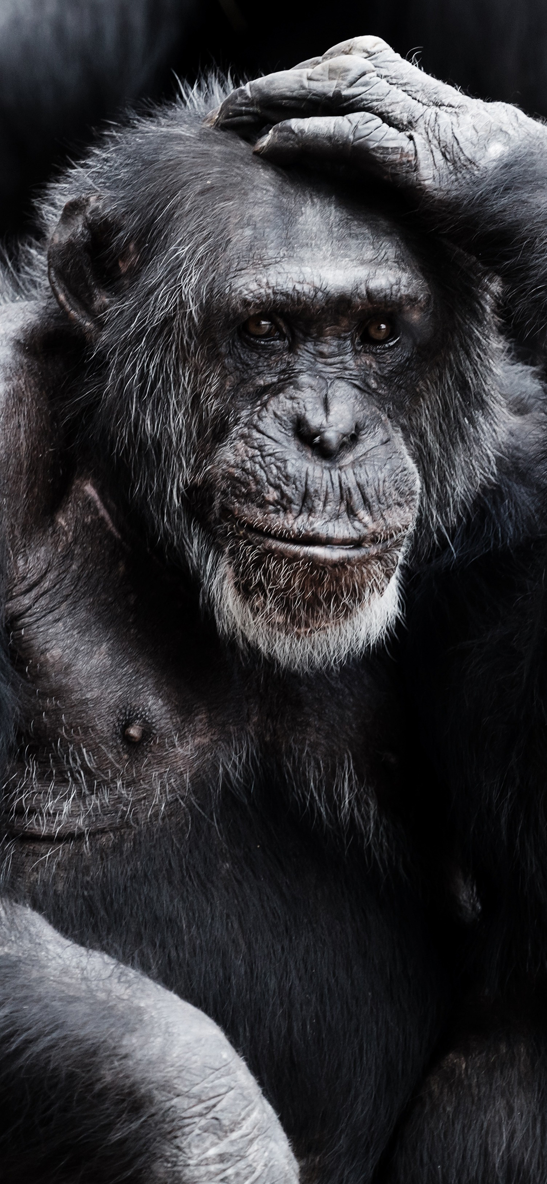 [2436×1125]猩猩 猿类 毛发 摸头 苹果手机壁纸图片