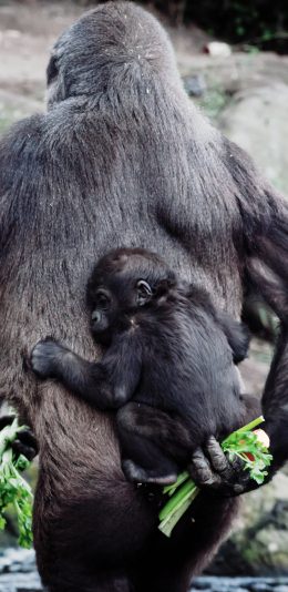 [2436x1125]猩猩 背后 小猴子 后背 苹果手机壁纸图片