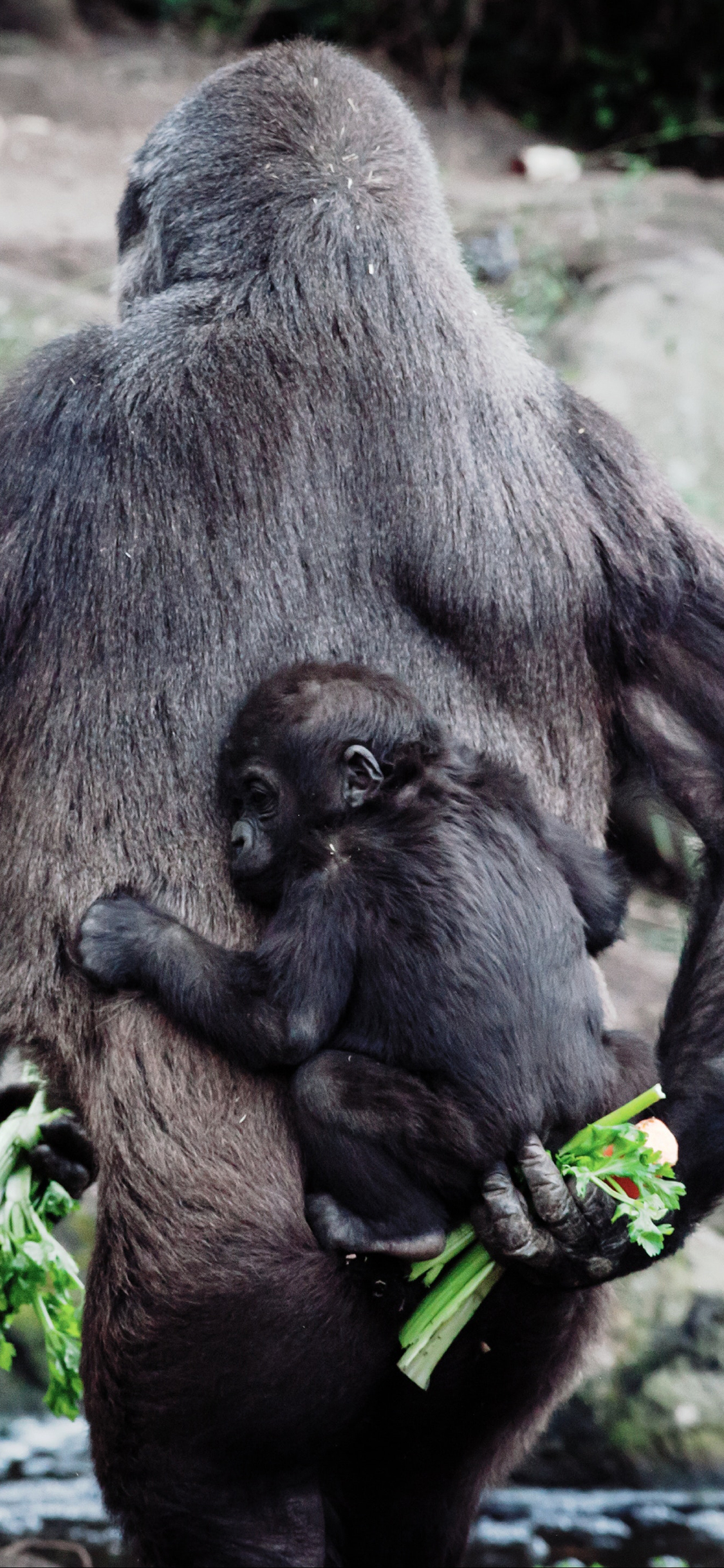 [2436×1125]猩猩 背后 小猴子 后背 苹果手机壁纸图片
