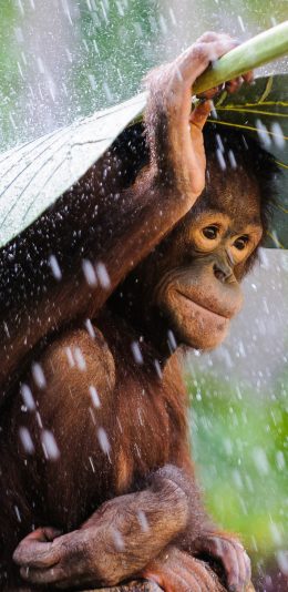 [2436x1125]猩猩 雨 叶子 可爱 猴子 苹果手机壁纸图片