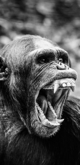 [2436x1125]猩猩 黑白 猴子 猿类 怒吼 张嘴 尖牙 苹果手机壁纸图片