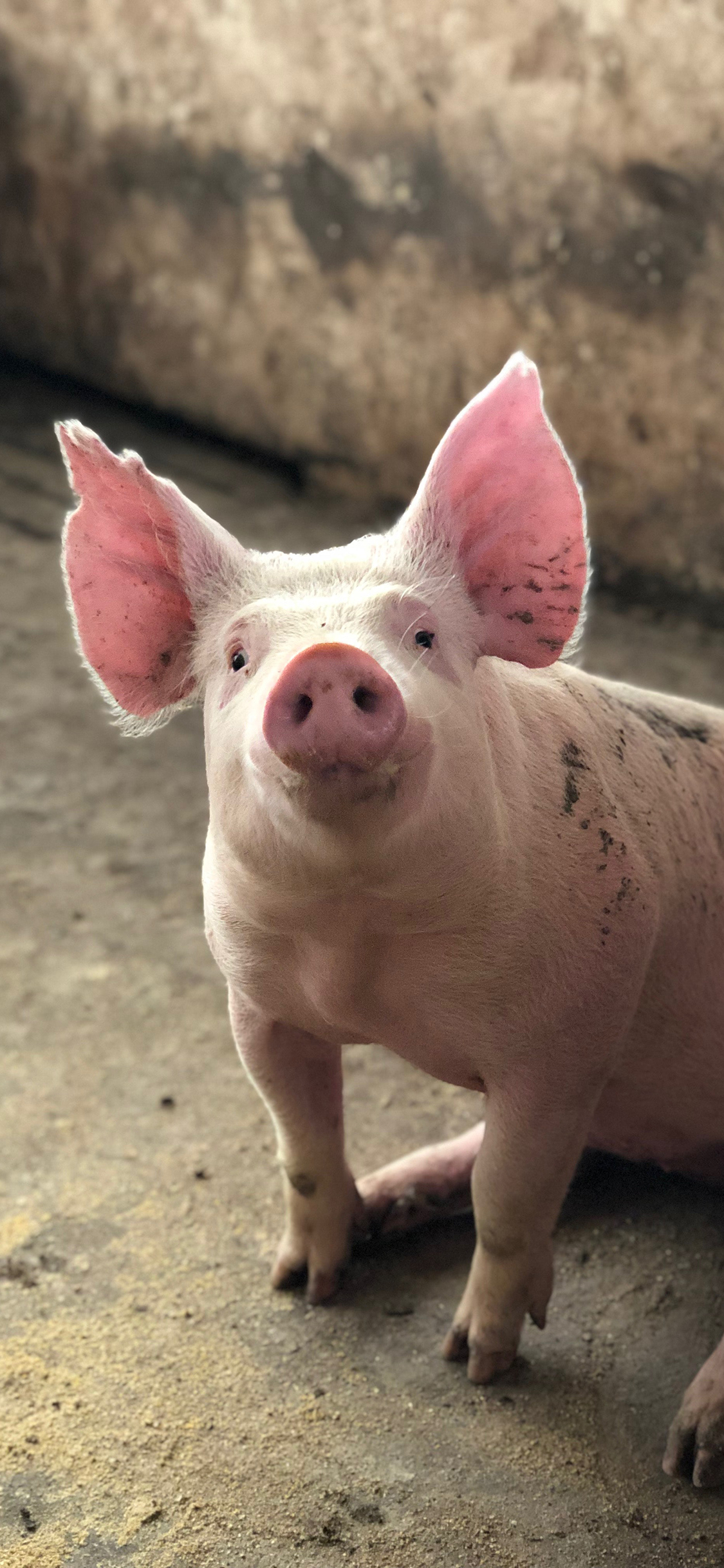 [2436×1125]猪 幼崽 圈养 牲畜 猪圈 苹果手机壁纸图片