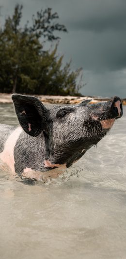 [2436x1125]猪 游水 海面 苹果手机壁纸图片
