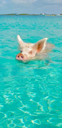 [2436x1125]猪 游泳 海洋 大海 可爱 鼻孔 苹果手机壁纸图片