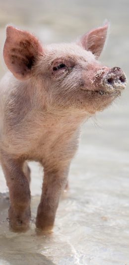 [2436x1125]猪仔 海岸 沙滩 猪 禽类 苹果手机壁纸图片