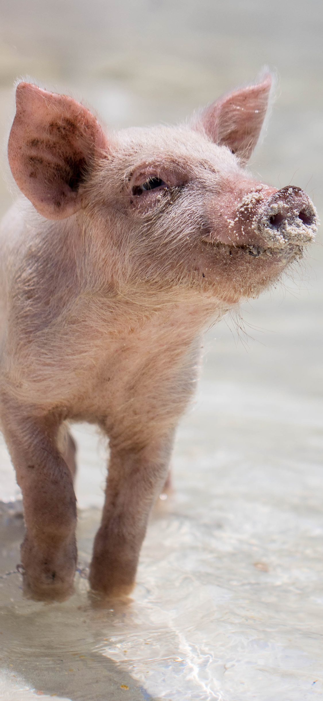[2436×1125]猪仔 海岸 沙滩 猪 禽类 苹果手机壁纸图片