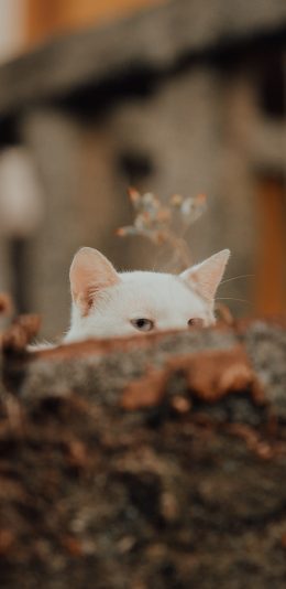 [2436x1125]猫 喵星人 宠物 萌 眼神 苹果手机壁纸图片