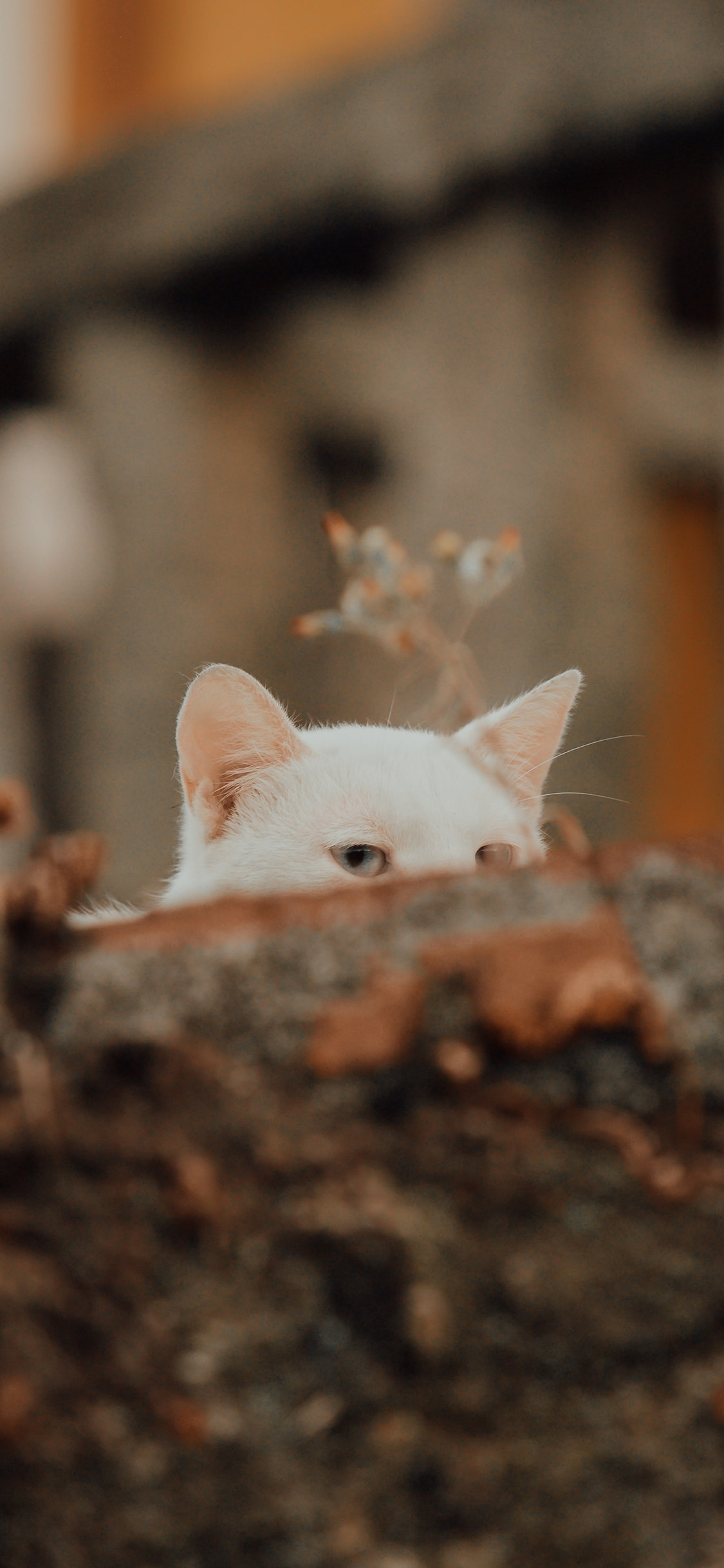 [2436×1125]猫 喵星人 宠物 萌 眼神 苹果手机壁纸图片