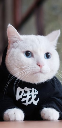 [2436x1125]猫 喵星人 萌宠 哦 动物 苹果手机壁纸图片