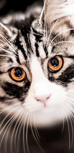 [2436x1125]猫 喵星人 萌宠 大头 可爱 苹果手机壁纸图片