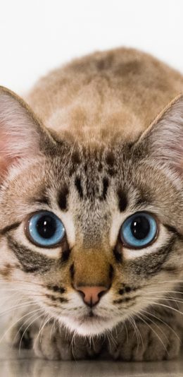 [2436x1125]猫 大眼睛 萌宠 喵星人 苹果手机壁纸图片