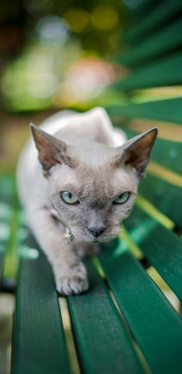 [2436x1125]猫 犀利 眼神 喵星人 宠物 苹果手机壁纸图片