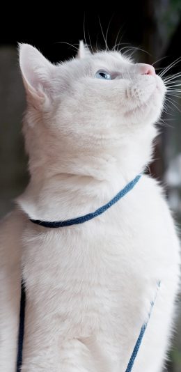[2436x1125]猫 白色 喵星人 萌宠 苹果手机壁纸图片