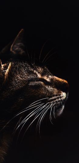 [2436x1125]猫 黑 猫须 皮毛 苹果手机壁纸图片