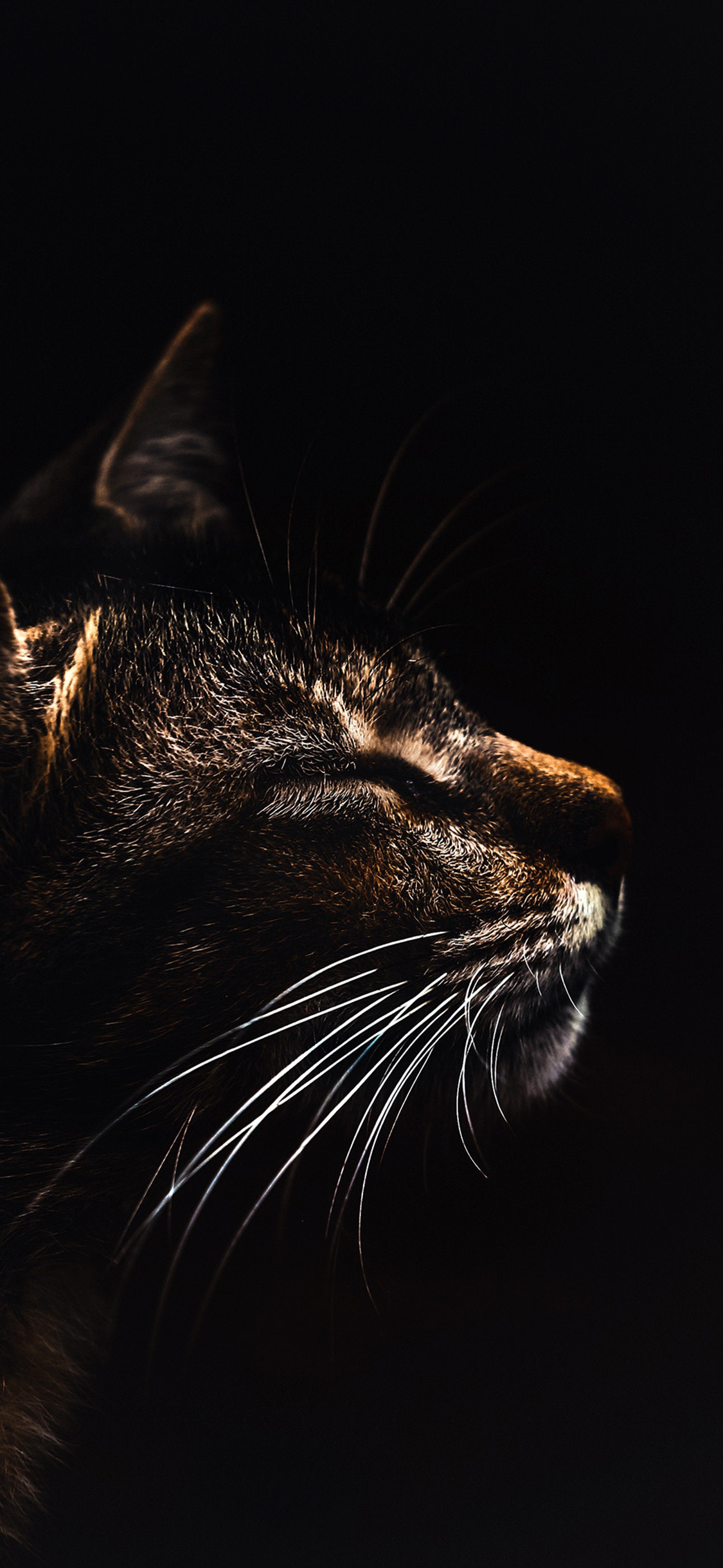 [2436×1125]猫 黑 猫须 皮毛 苹果手机壁纸图片