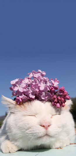 [2436x1125]猫叔 白猫 喵星人 萌宠 可爱 花 苹果手机壁纸图片