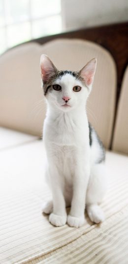 [2436x1125]猫咪  宠物 洁净 乖巧 苹果手机壁纸图片