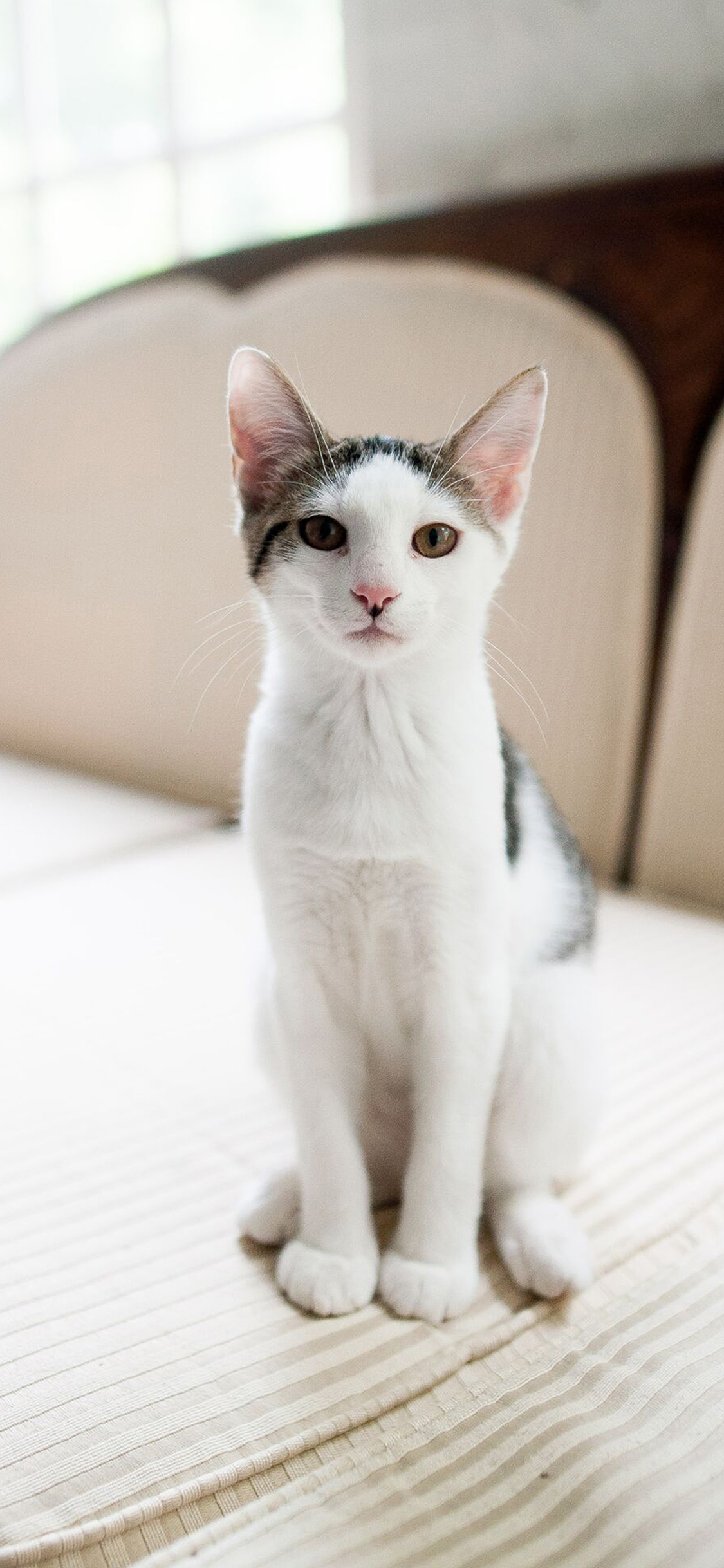 [2436×1125]猫咪  宠物 洁净 乖巧 苹果手机壁纸图片