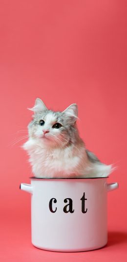 [2436x1125]猫咪 cat 搪瓷杯 喵星人 可爱 萌 宠物 苹果手机壁纸图片