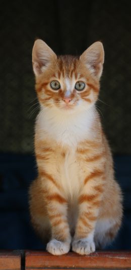 [2436x1125]猫咪 乖巧 动物 宠物 苹果手机壁纸图片