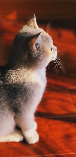 [2436x1125]猫咪 乖巧 幼仔 小猫 苹果手机壁纸图片