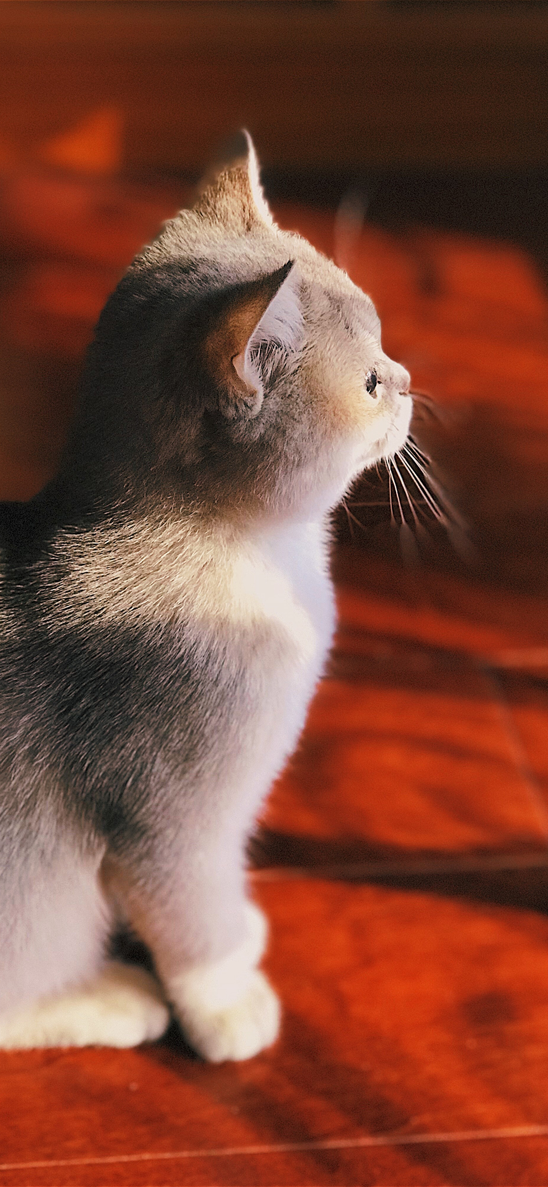 [2436×1125]猫咪 乖巧 幼仔 小猫 苹果手机壁纸图片