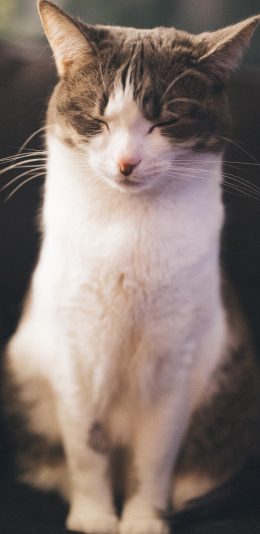 [2436x1125]猫咪 休憩 闭眼 宠物 苹果手机壁纸图片