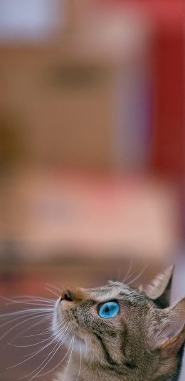 [2436x1125]猫咪 侧脸 猫须 宠物 苹果手机壁纸图片