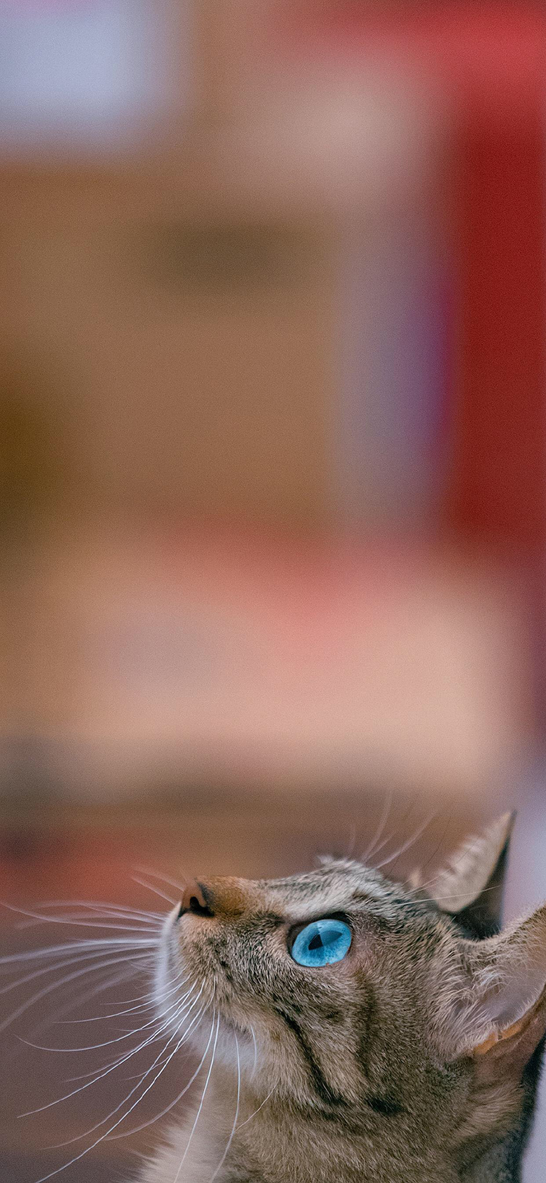 [2436×1125]猫咪 侧脸 猫须 宠物 苹果手机壁纸图片