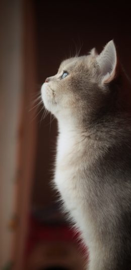 [2436x1125]猫咪 侧身 灰猫 皮毛 蓬松 宠物 苹果手机壁纸图片