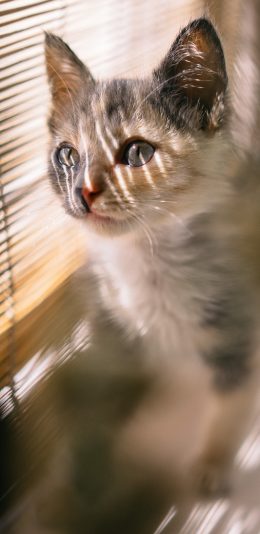 [2436x1125]猫咪 光线 宠物 可爱 苹果手机壁纸图片