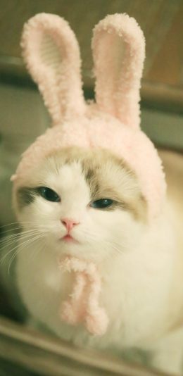 [2436x1125]猫咪 兔耳朵 可爱 喵星人 宠物 苹果手机壁纸图片