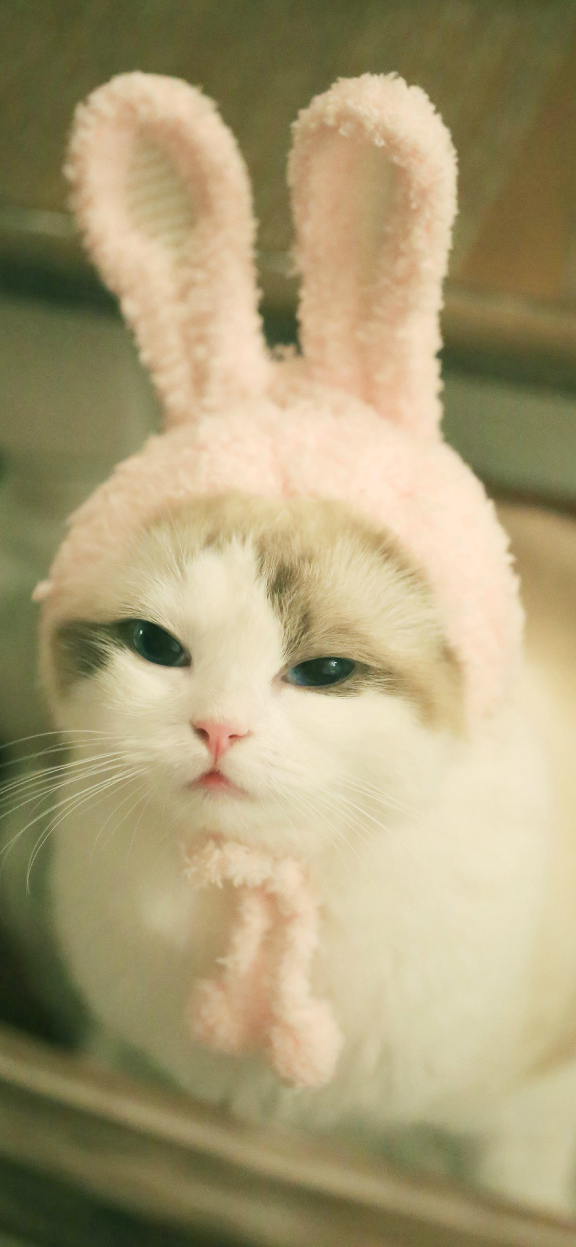[2436×1125]猫咪 兔耳朵 可爱 喵星人 宠物 苹果手机壁纸图片