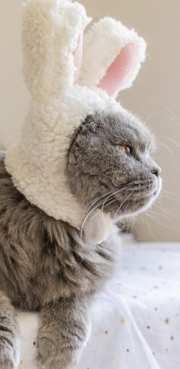 [2436x1125]猫咪 兔耳朵 宠物 可爱 苹果手机壁纸图片