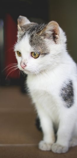 [2436x1125]猫咪 动物 宠物 乖巧 毛发 苹果手机壁纸图片