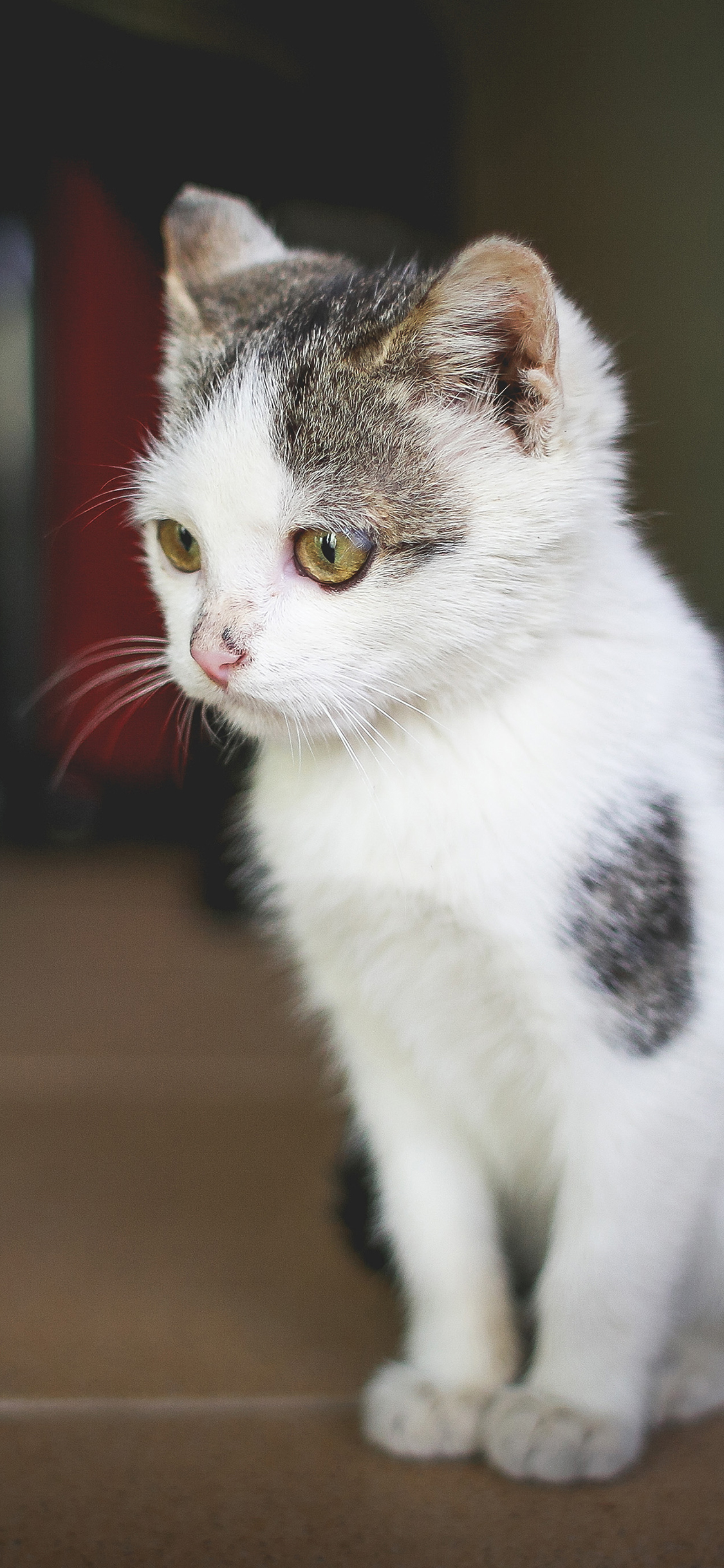 [2436×1125]猫咪 动物 宠物 乖巧 毛发 苹果手机壁纸图片