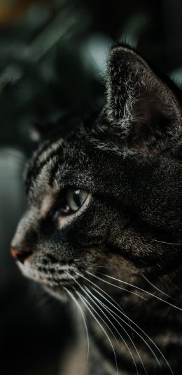[2436x1125]猫咪 动物 宠物 侧颜 苹果手机壁纸图片