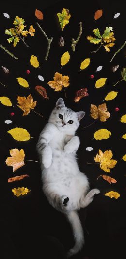 [2436x1125]猫咪 动物 树叶 创意 可爱 苹果手机壁纸图片