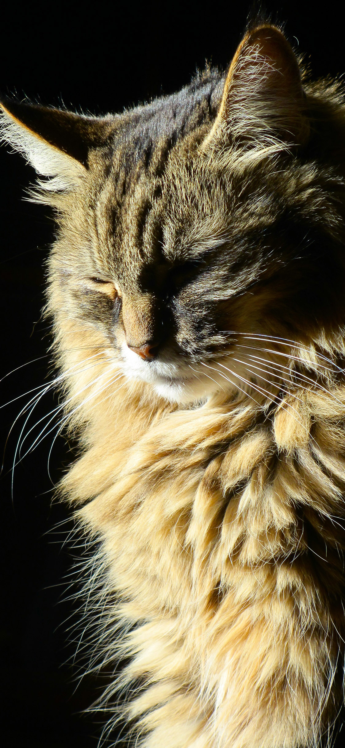 [2436×1125]猫咪 动物 毛发旺盛 苹果手机壁纸图片