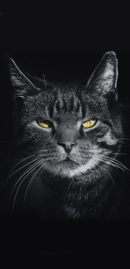 [2436x1125]猫咪 动物 灰猫 眯眼 苹果手机壁纸图片